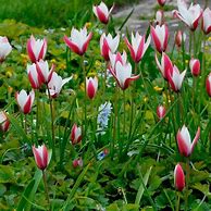 Image result for Tulipa Peppermintstick