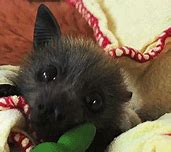 Image result for Ampie Bat