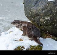 Image result for German Otter