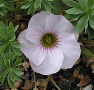 Image result for Oxalis ute