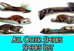 Image result for Otter Taxonomy
