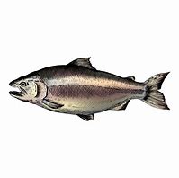 Image result for Salmon Clip Art Vector