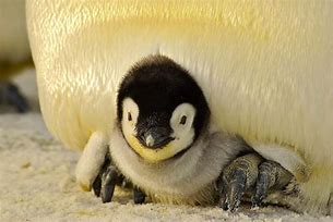 Image result for Cutest Animal in the Whole World