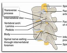 Image result for Thoracic Transverse Process