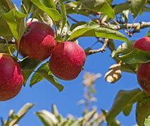 Image result for apples trees zones 6