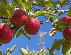 Image result for Ambrosia Apple Tree