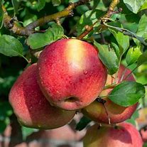 Image result for Braeburn Apple Tree