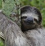 Image result for Sloth Hump Day Meme