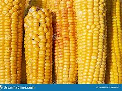 Image result for Pile of Corn Cobs