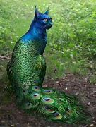 Image result for Peacock Meme Avatar