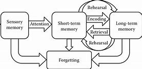 Image result for Three Box Model of Memory