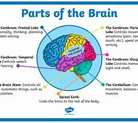 Image result for Brain for Kids