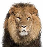 Image result for Lion Head PNG