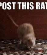Image result for The Rat and the Mouse Funny