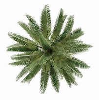Image result for Date Palm Tree Top View