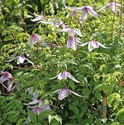 Image result for Clematis alpina Willy