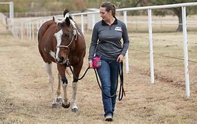 Image result for Dan Want Horse Trainer