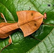 Image result for Insects That Look Like Leaves