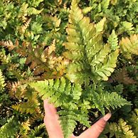 Dryopteris schorapanensis に対する画像結果