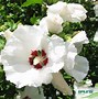 Image result for Hibiscus syr. Red Heart
