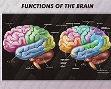 Image result for Map of Human Brain Function