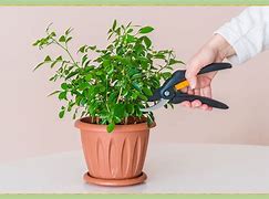 Image result for How to Take Care of Plants