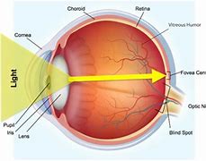 Image result for Retina Eye Diagram