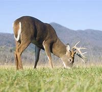 Image result for Whitetail Deer Grazing