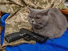 Image result for War Cat Meme