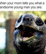 Image result for Turtle Memes Clean