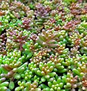 Image result for Red Apple Succulent Ground Cover