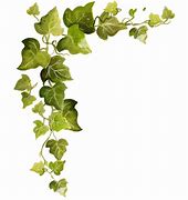 Image result for Vines White Background