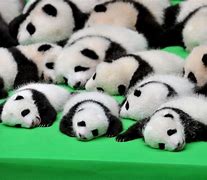 Image result for Baby Giant Panda Pics