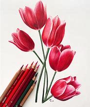 Image result for Colored Pencil Drawings Easy