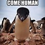 Image result for King Penguin Funny