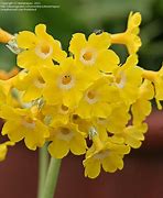 Image result for Primula auricula Dusky Yellow