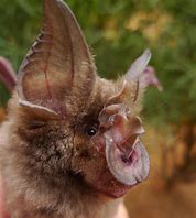 Image result for Timorese Horseshoe Bat
