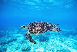 Image result for Ocean Life Wallpaper HD