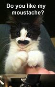 Image result for Cat with Moustache Smiling Meme