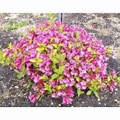 Image result for Weigela florida Princess Ayla