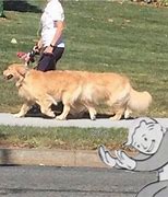 Image result for Two Dogs Meme Generator