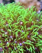 Image result for Green Star Polyps