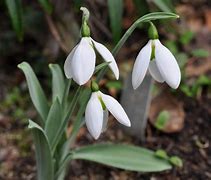 Image result for Galanthus Galatea