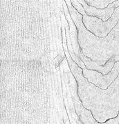 Image result for Spalted Maple Texture