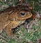 Image result for Cane Toad and Kids