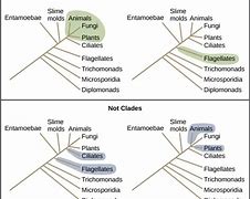 Image result for Trichomonads
