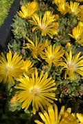 Image result for Delosperma congestum