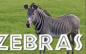 Image result for Zebra Kids