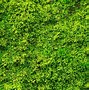 Image result for Peat Moss Lawn