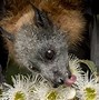 Image result for Flying Foxes Night